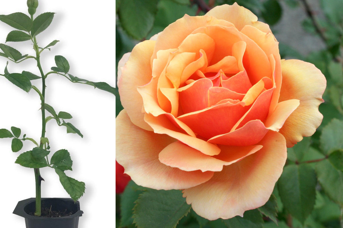 About Face Rose Live Plant, Yellow Rose Bush Starter, 4 Inch Nursery Pot, Outdoor Flowering Shrub for Home Gardens