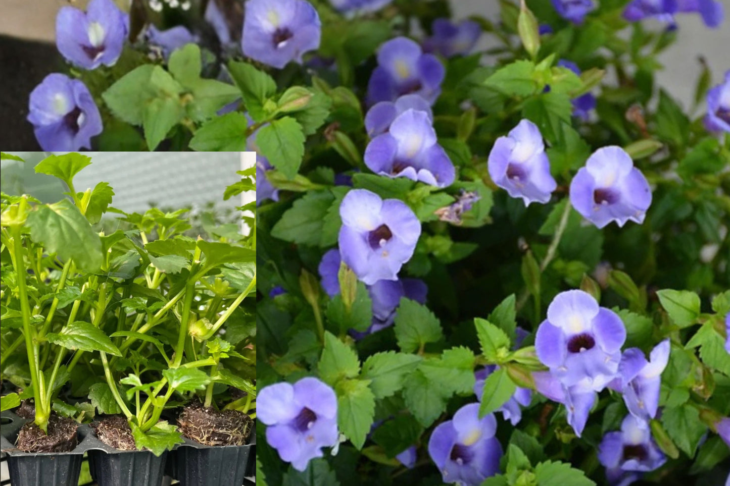 Summer Wave Trailing Large Blue Torenia 1 Live Plant Plug – 1–3 Inch – Torenia Hybrid