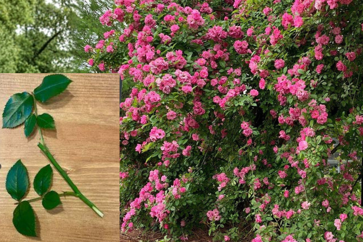 Peggy Martin Climbing Rose Cuttings, 3 Pink Rose Cuttings, 6–8 Inch Nearly Thornless Rose for Garden Propagation