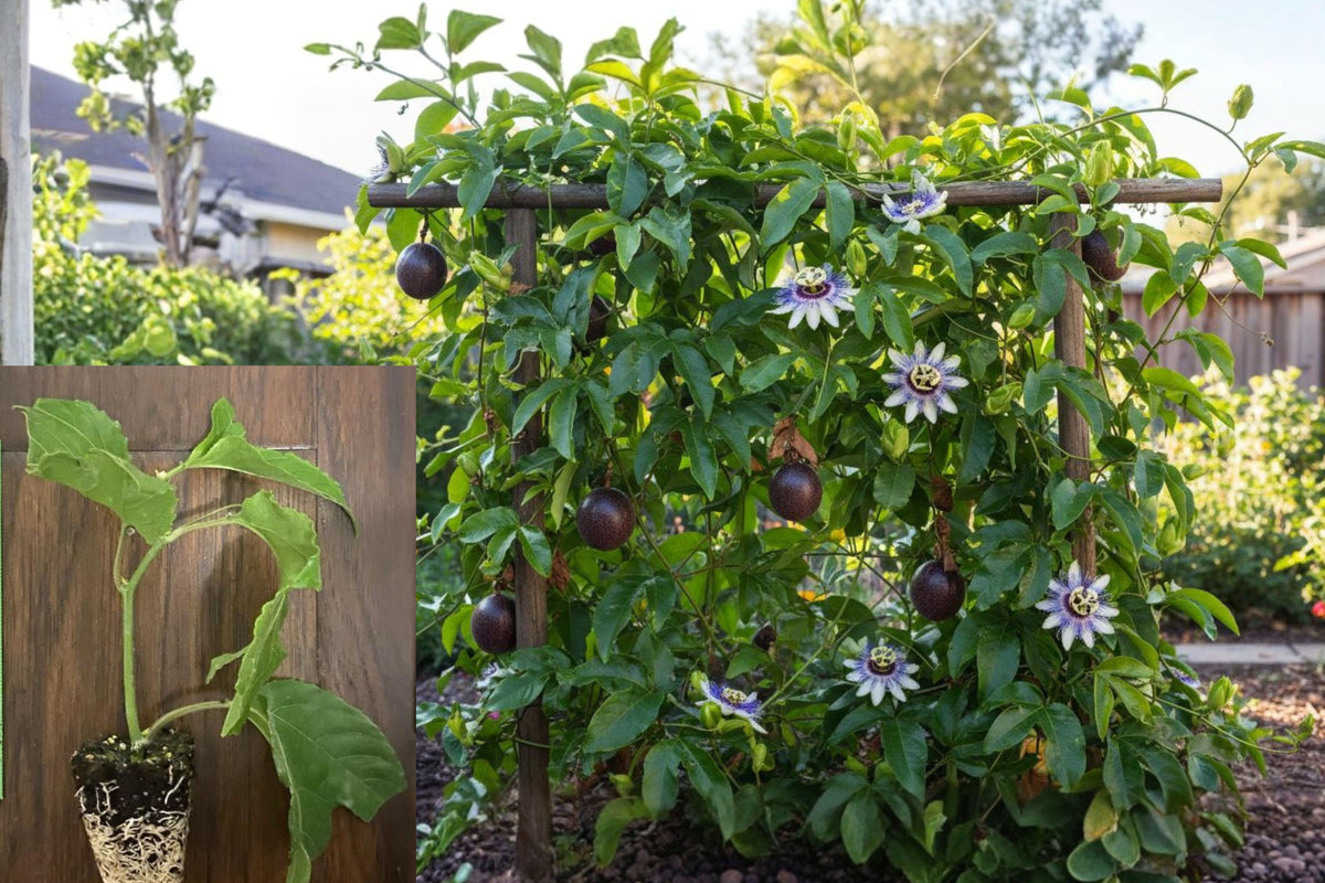 Sweet Sunrise Passion Fruit Vine Live Plant, Passiflora Edulis Starter, 4–6 Inch Tropical Fruit Vine, Ships Without Pot