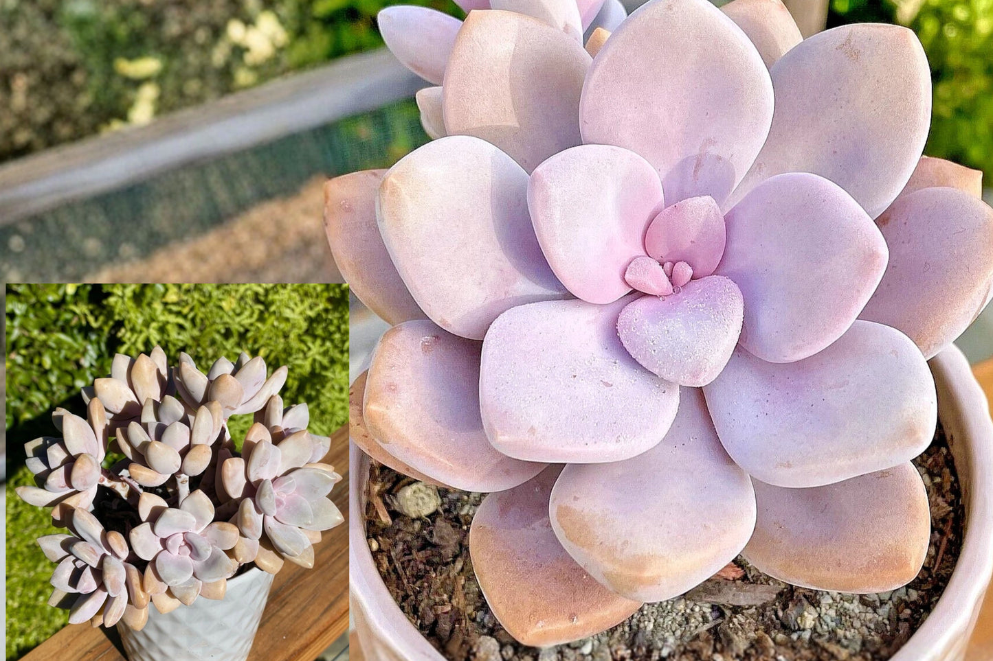 Rare Graptopetalum Murasaki 2.5-Inch Rooted Live Plant – Pink Purple Succulent