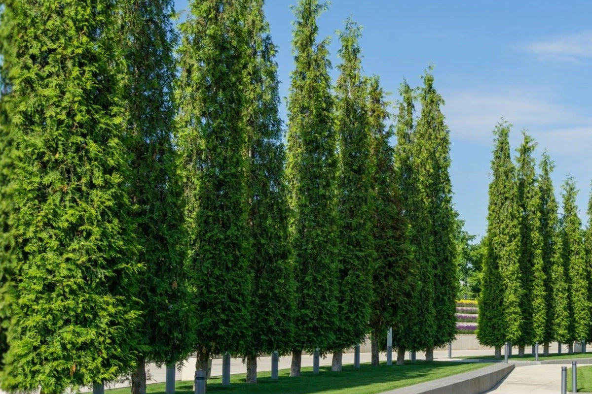 2 Live Green Giant Arborvitae Plants – 12 Inches Tall – 4-Inch Pots