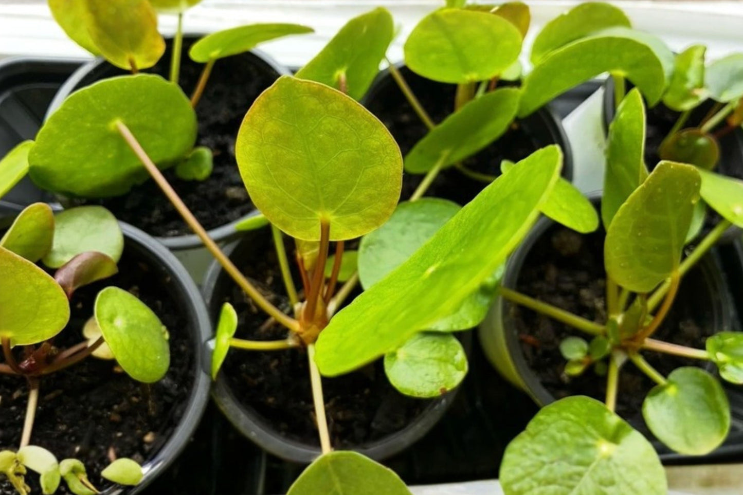 Chinese Money Plant 1 Live Plant – 2-Inch Pot – Pilea peperomioides
