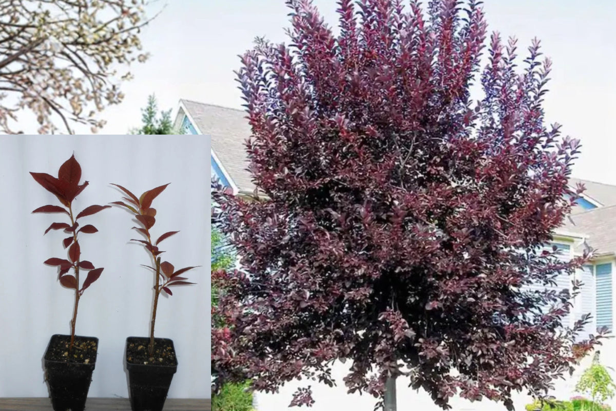Canadian Red Choke Cherry Live Plant – 1 Tree, 2.5-Inch Pot – Prunus sp.