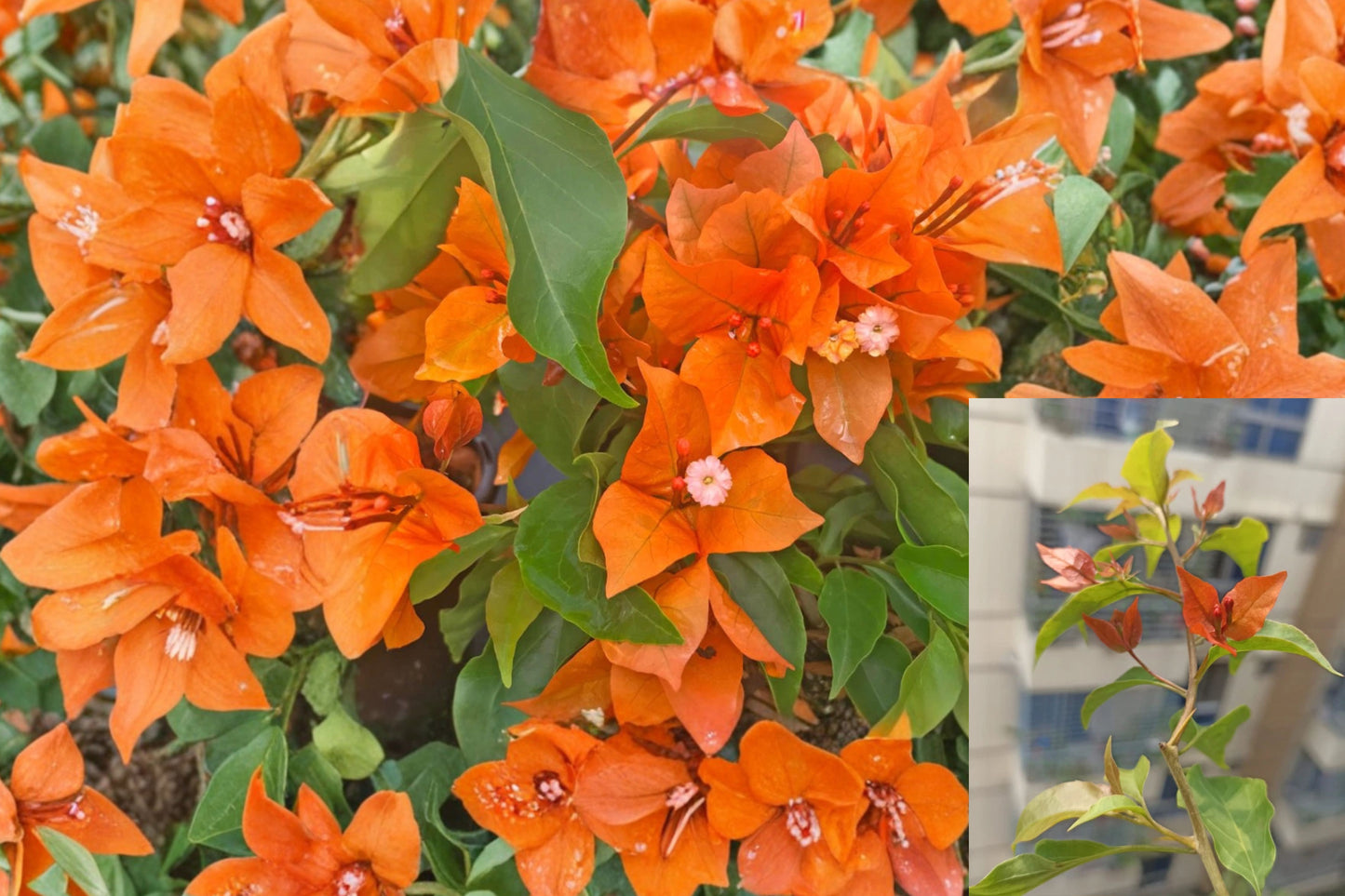2 Fire Opal Bougainvillea Live Plants – 3–6" Tall – No Pot