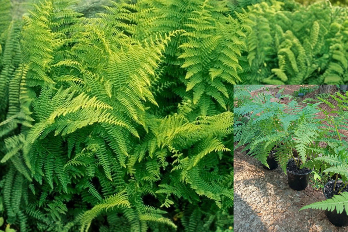 Lady in Red Fern 1 Young Live Plant – Outdoor Garden Fern