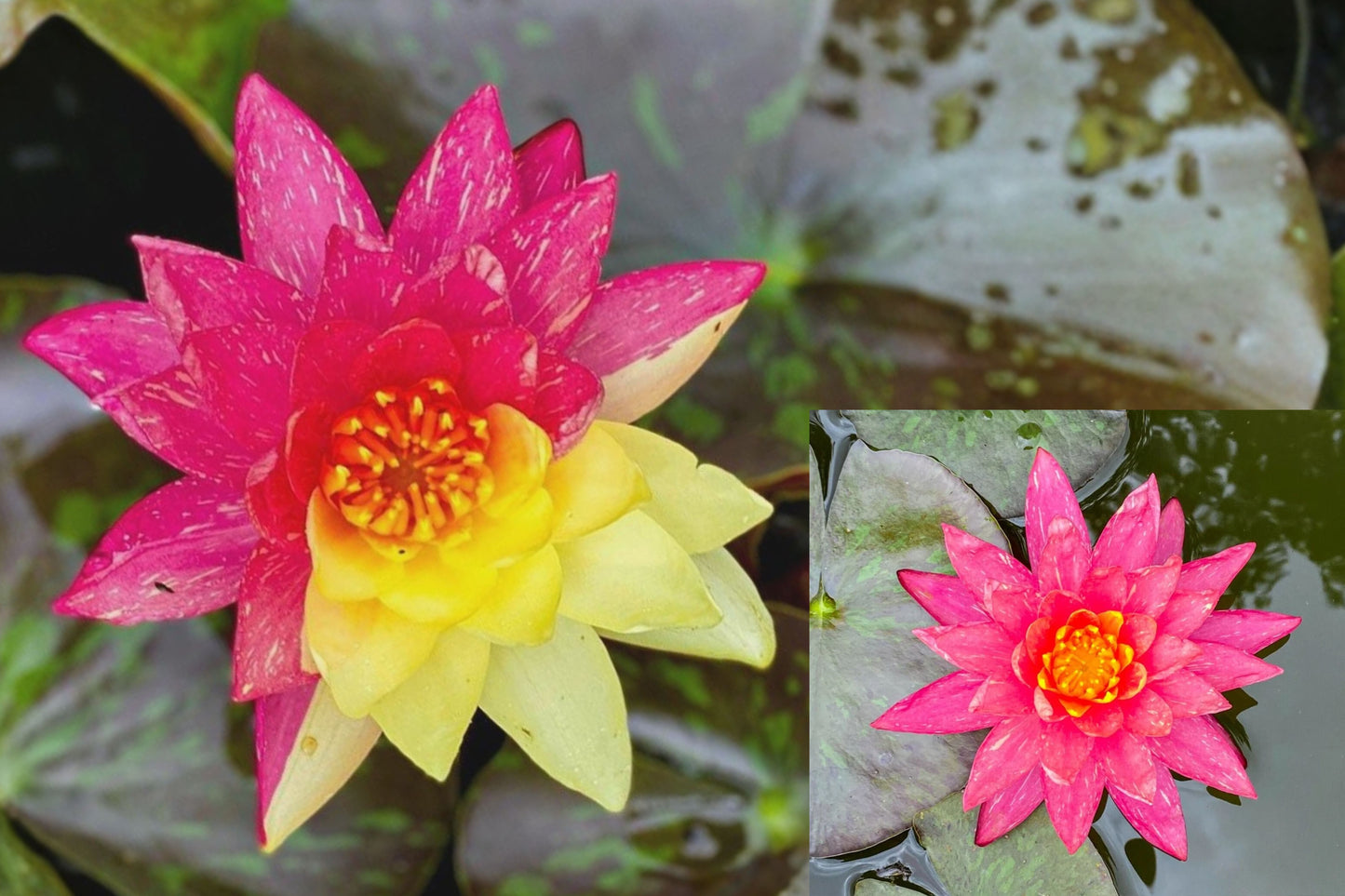 Wanvisa Water Lily 1 Sprouted Rhizome – Nymphaea × Wanvisa