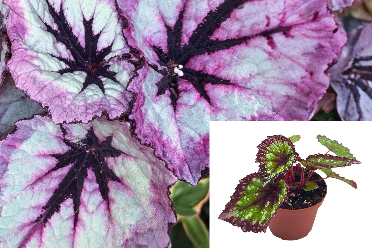 Begonia Fireworks Live Plant, Pink Silver Rex Begonia, Painted Leaf Houseplant, Dramatic Foliage Plant in 4 Inch Pot