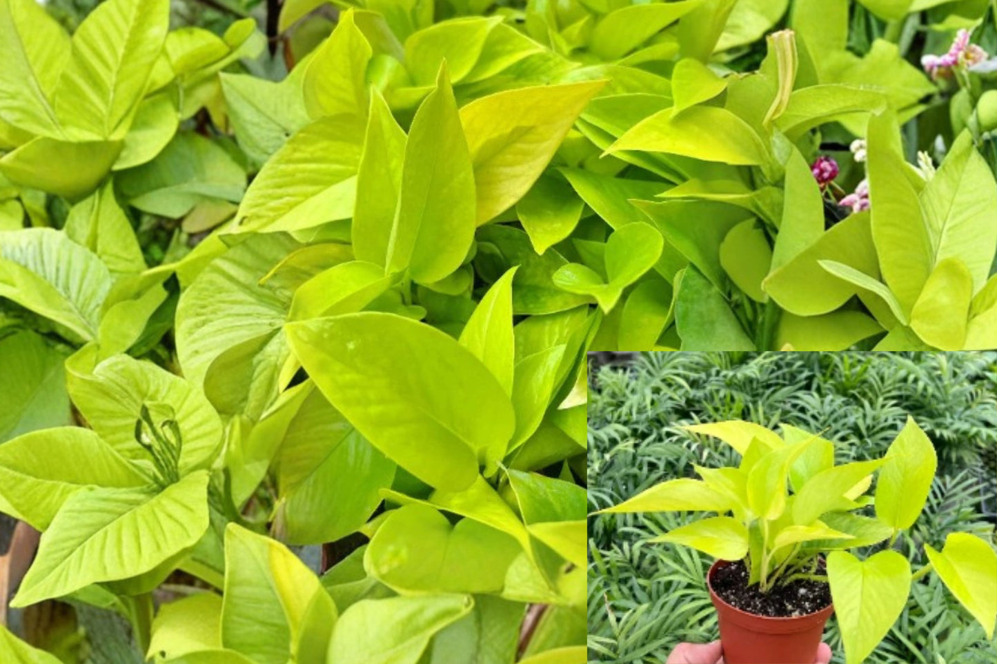 Neon Pothos Live Plant – 4-Inch Pot – Epipremnum aureum