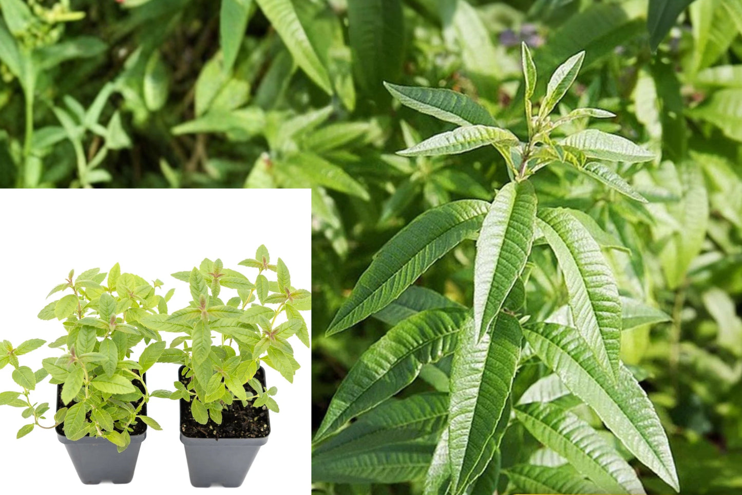 Lemon Verbena 2 Live Plants – Aloysia citrodora Herb