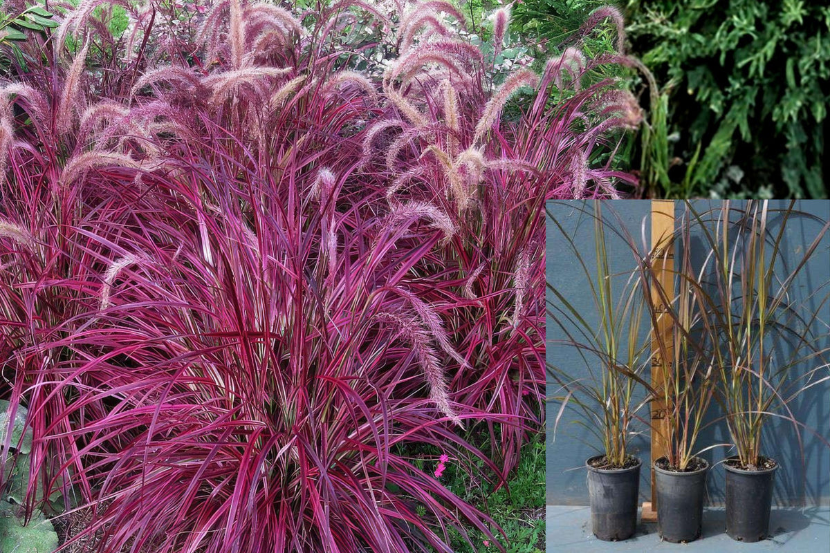 3 Red Purple Fountain Grass Live Plants, 4ā8 Inch Ornamental Grass Clumps, Colorful Landscape Garden Plants