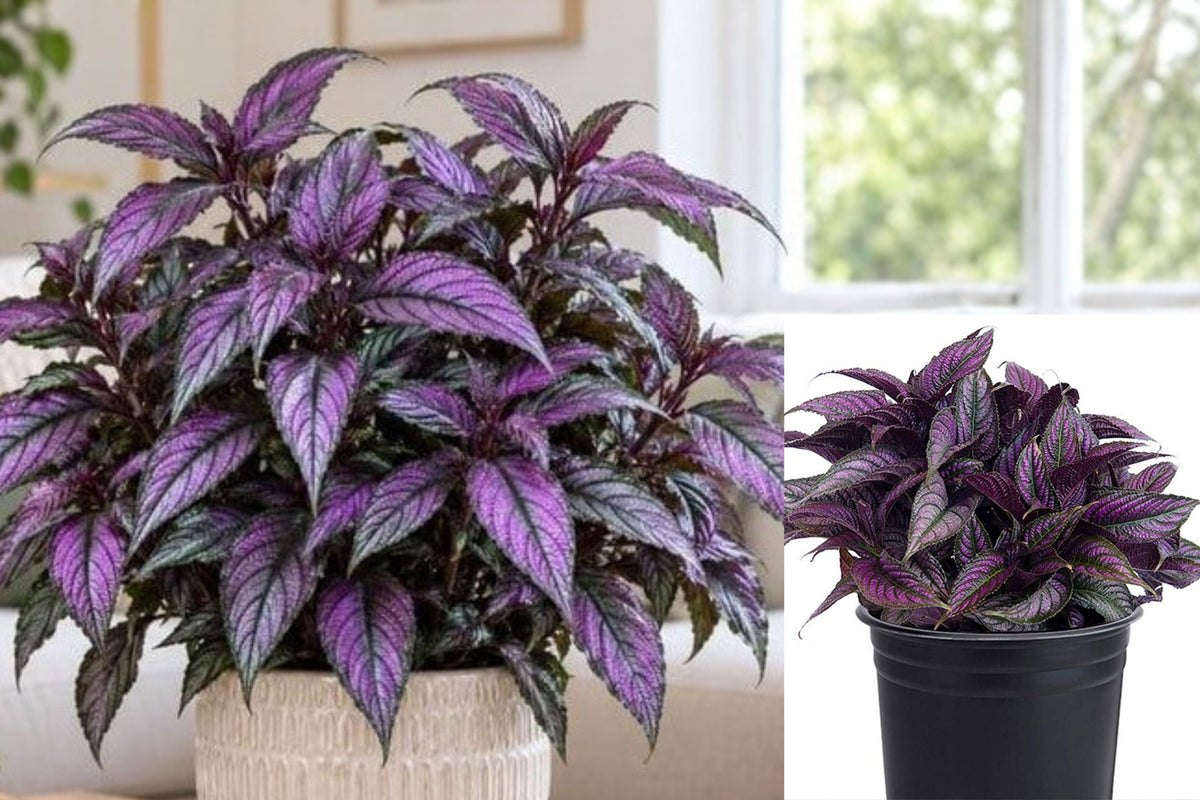 Purple Persian Shield Live Plant, Strobilanthes Dyerianus, Rooted Purple Foliage Houseplant, Tropical Indoor Plant