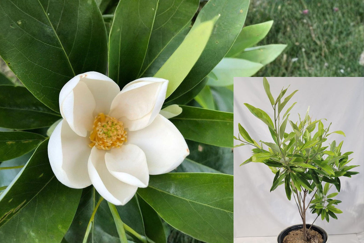 Sweetbay Magnolia Live Plant, Fragrant White Flowering Tree, 10–18 Inch Tall in Quart Pot, Native Outdoor Shrub