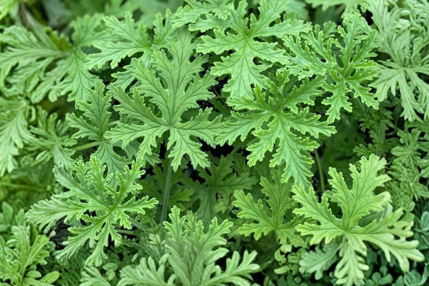 Citronella Geranium Live Starter Plant – 1 Plant – Pelargonium graveolens