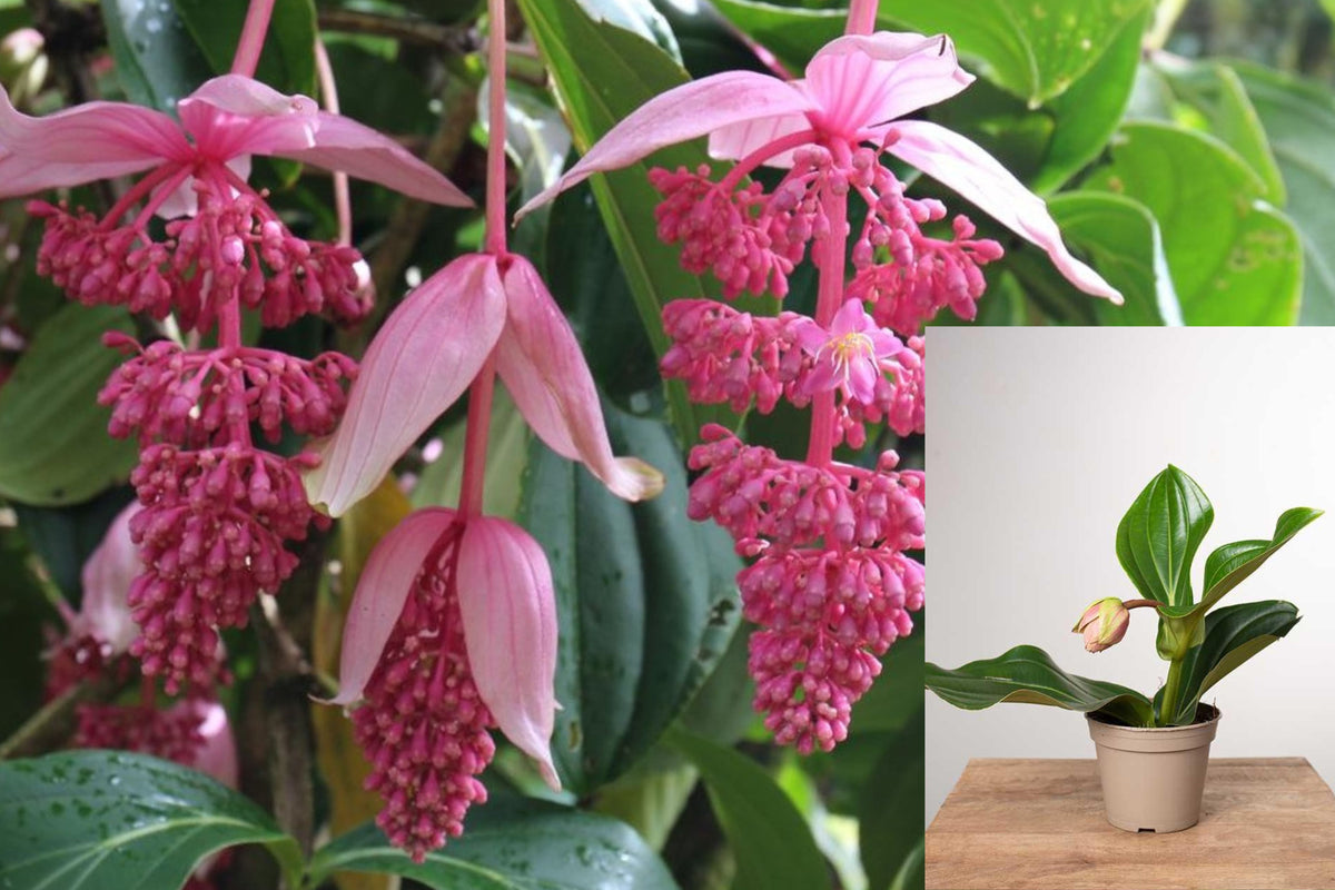 Florinilla AROSA Medinilla Live Plant, Pink Chandelier Tropical Houseplant, Rooted Starter in Pot, Unusual Ornamental Plant