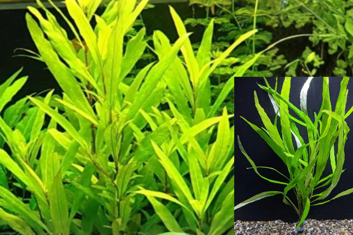 Hygrophila Angustifolia Corymbosa 3 Live Stems – Freshwater Aquarium Plant