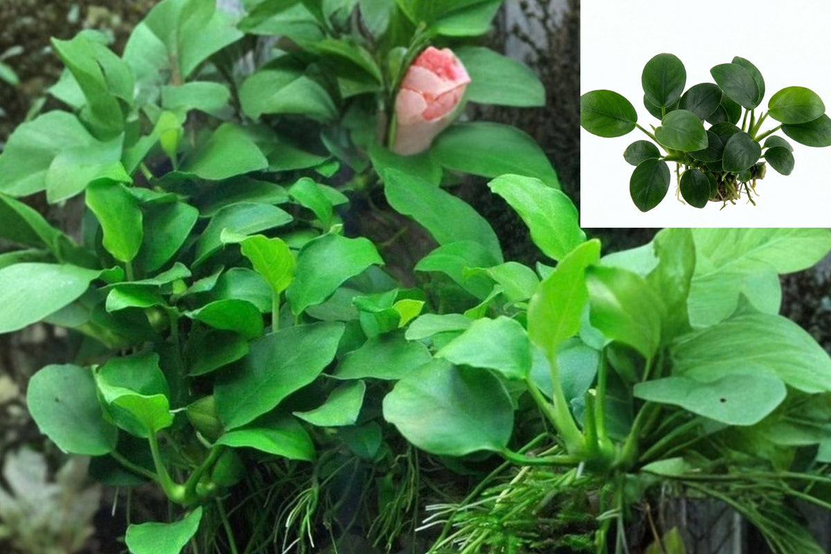 Anubias Nana Petite Bare Root Live Aquarium Plant – Anubias barteri