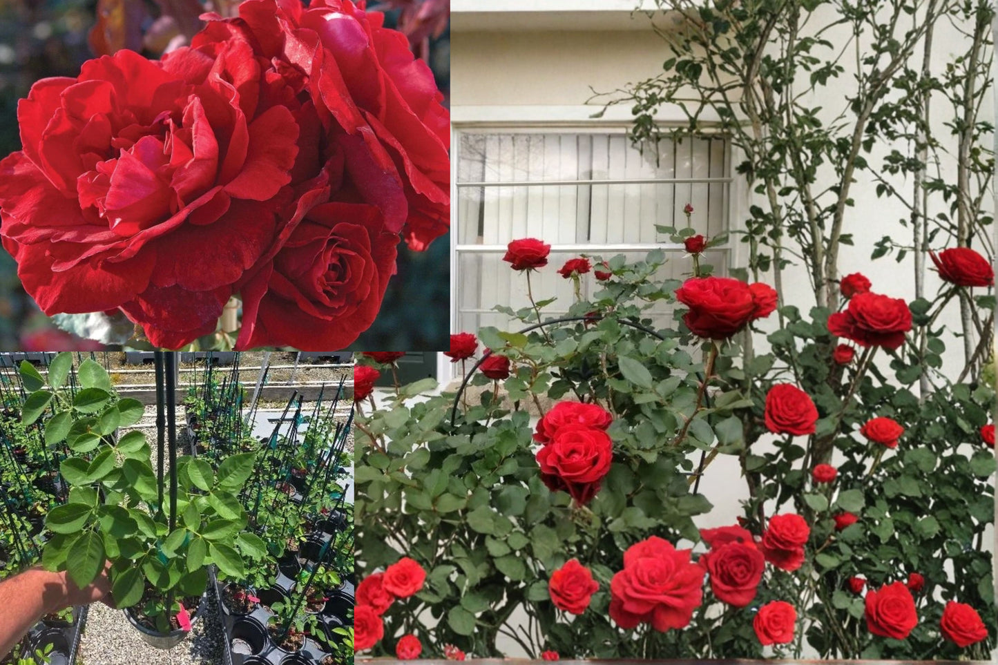 Don Juan Climbing Rose Live Plant – Rosa ‘Don Juan’ – 1 Quart