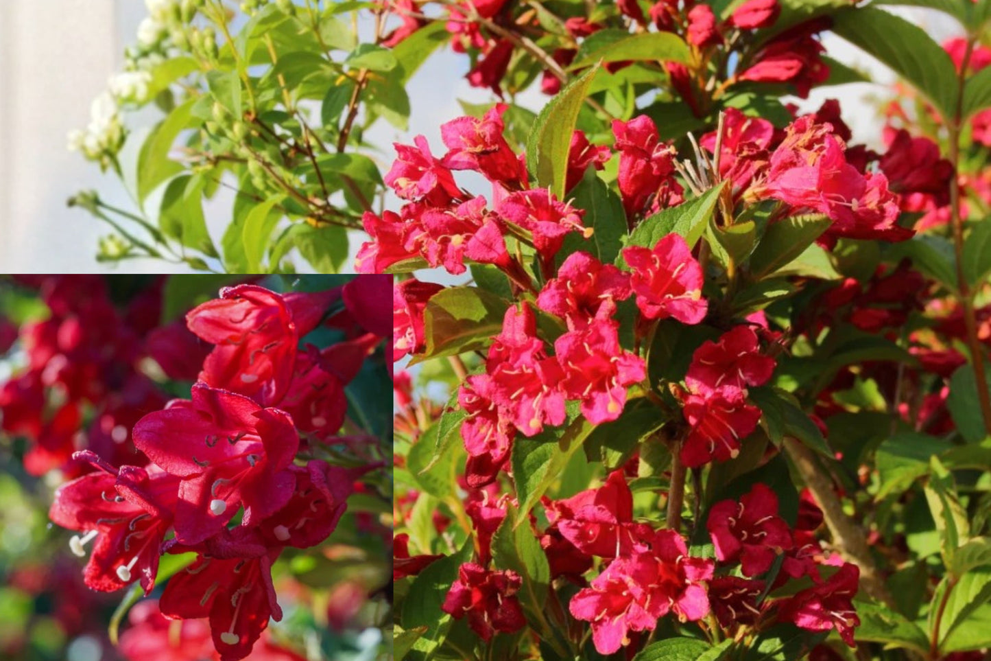 Red Weigela Live Plant 6–12 Inch – Flowering Shrub in 4-Inch Pot