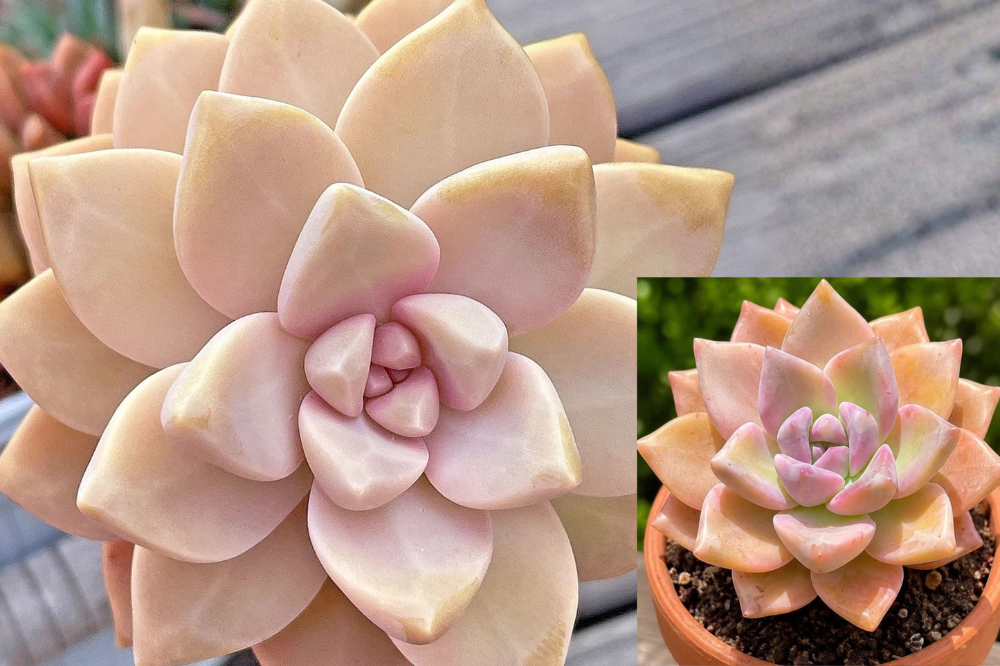 Graptosedum Ghosty Succulent Cutting 2–3" – 1-Head Live Plant