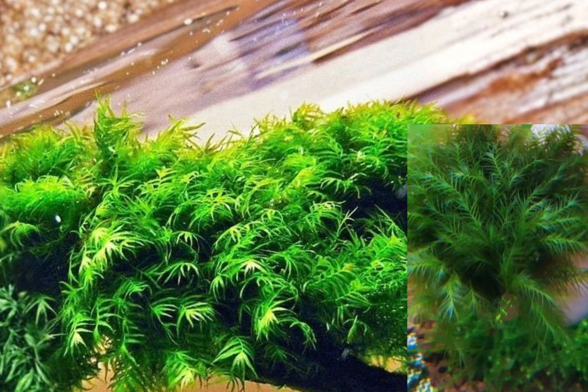 Fissidens Fox Moss 1×1 Inch Portion – Live Aquarium Moss