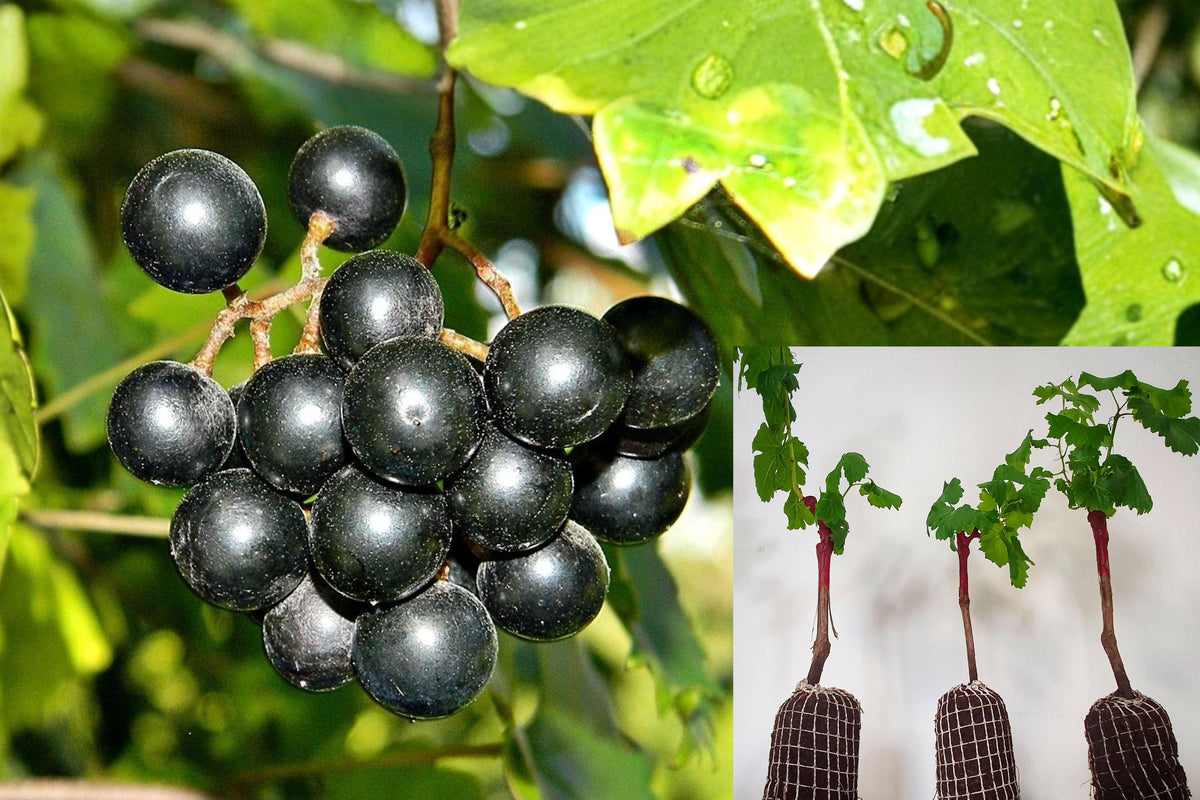 2 Southern Home Muscadine Grape Plants, Live Vitis rotundifolia Vine, 4–6 Inch Edible Fruit Starter Plants, Ships Without Pot