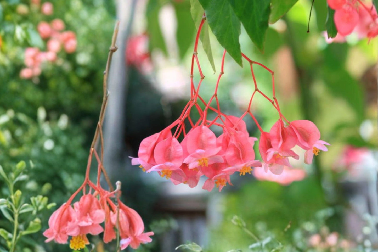 Pink Angel Wing Begonia Live Plant 7–10 Inch – Begonia in 4-Inch Pot