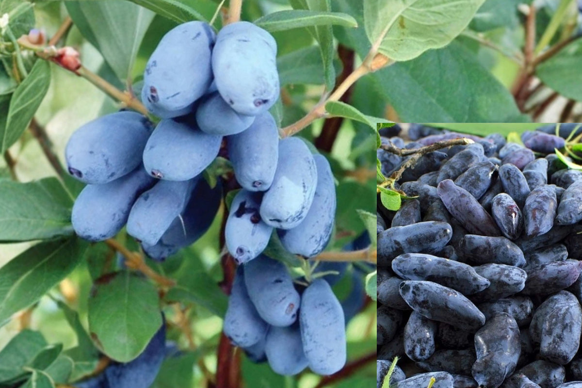 Aurora Honeyberry 1 Live Plant – 20–24 Inch Lonicera caerulea