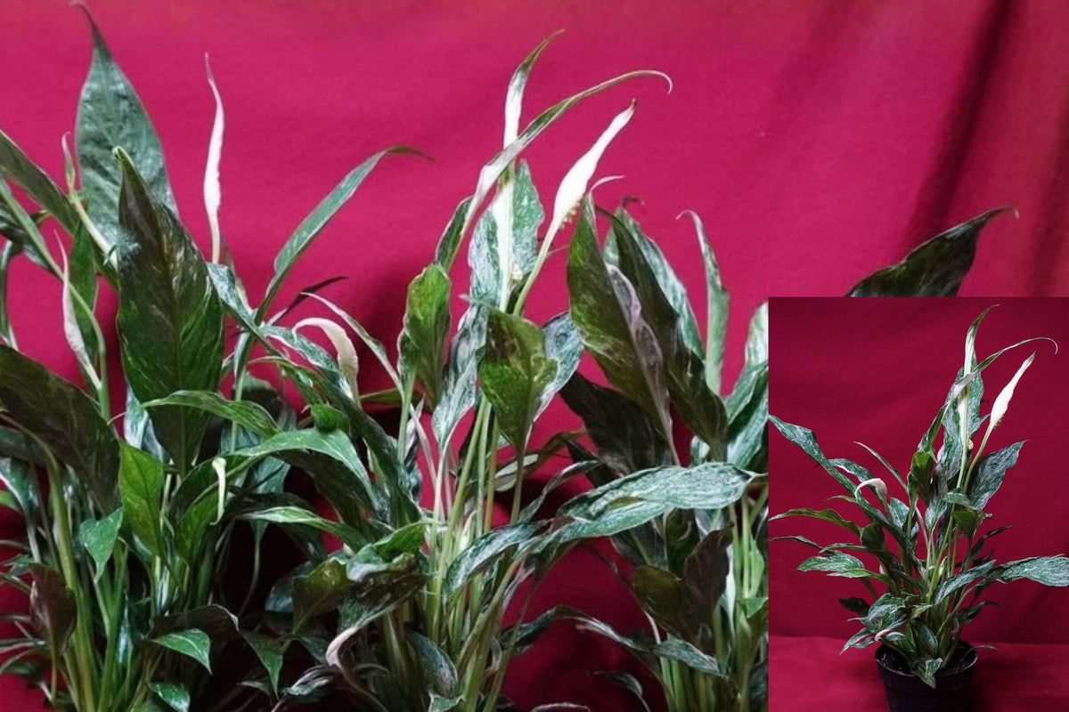 Variegated Peace Lily ‘Domino’ 1 Live Plant – 4 Inch Pot – Spathiphyllum ‘Domino’