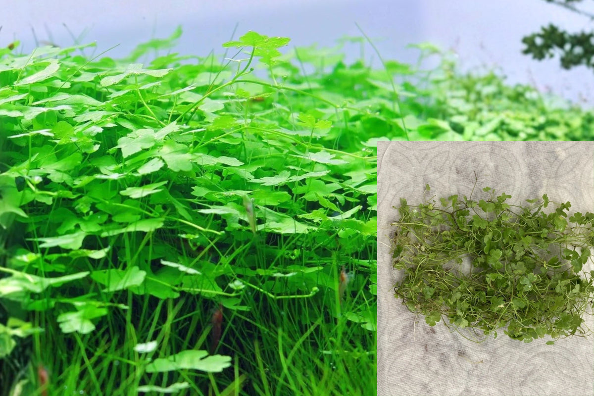 Hydrocotyle Tripartita Japan Live Aquarium Plant – Hydrocotyle tripartita