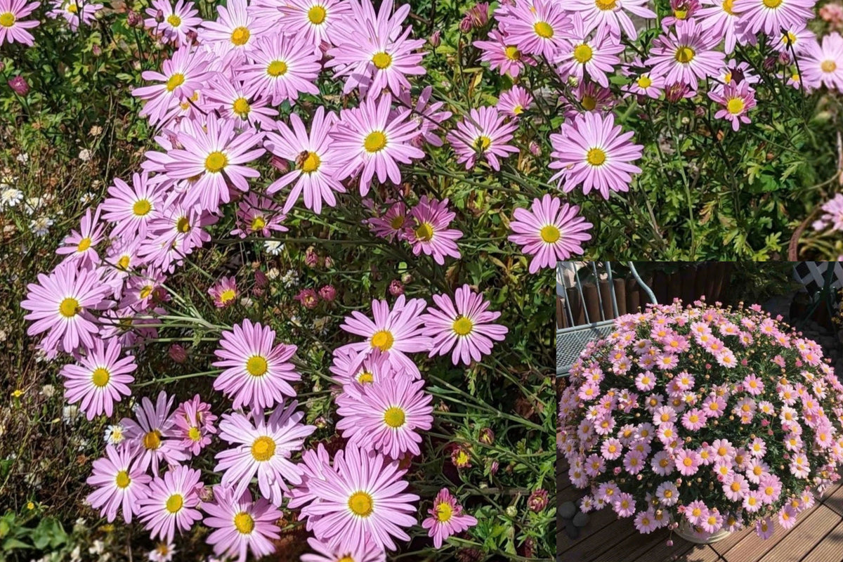 Pink Hardy Mum 7 Rooted Live Plants – 4–7 Inches – Chrysanthemum sp.
