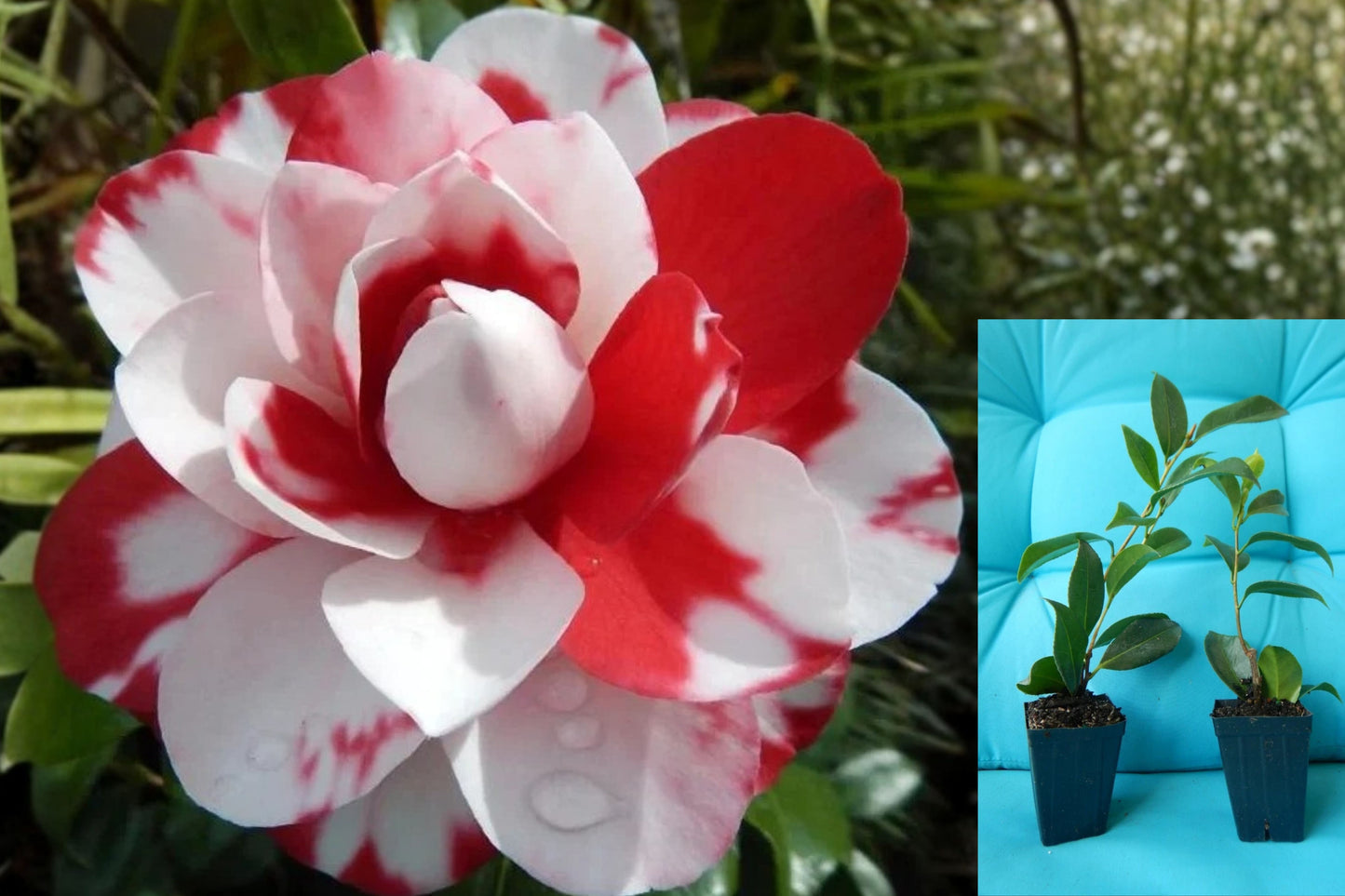 Camellia Japonica Vulcan Variegated Live Plant – 1 Starter Plant