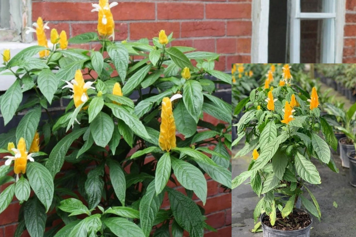 Yellow Shrimp Plant Live Plant – 4–8 Inches – Pachystachys lutea