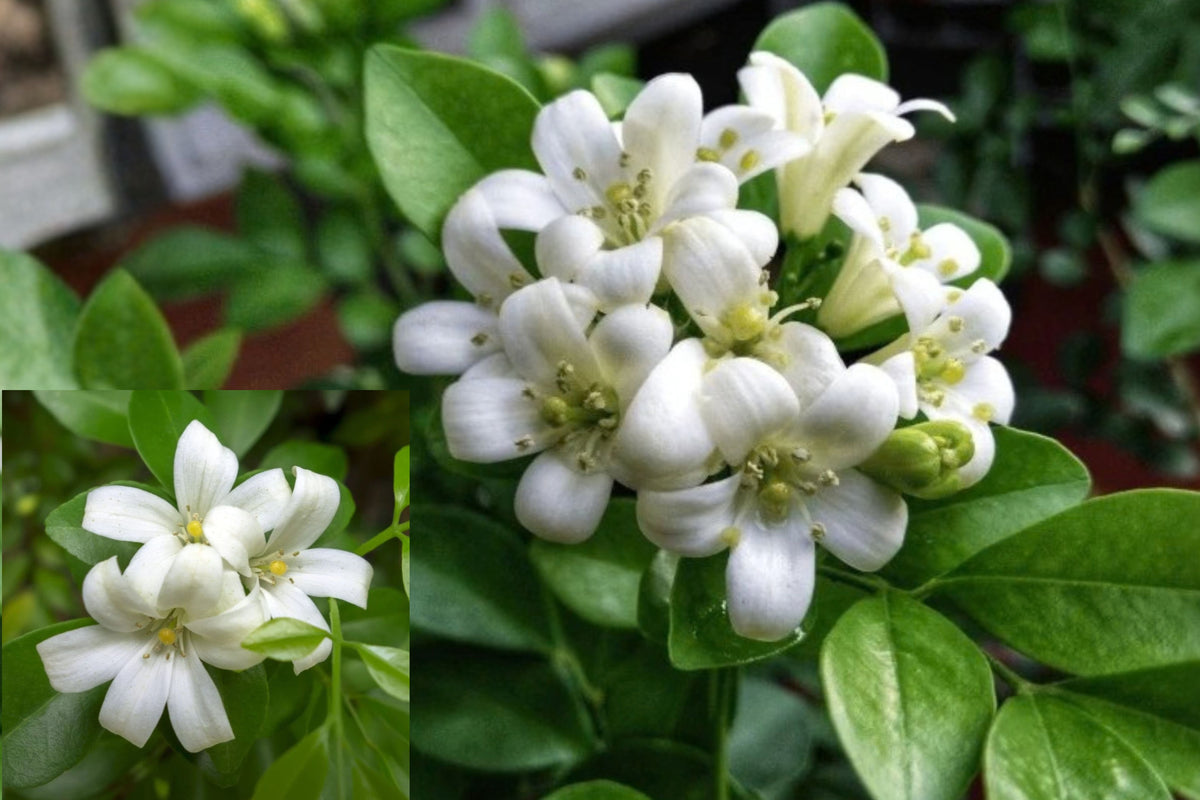 Orange Jasmine Live Plant 1 Gallon Pot – Murraya Flowering Shrub