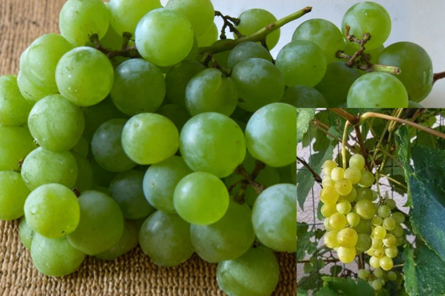 Himrod Seedless Grape Vine Live Plant – 1 Plant – Vitis Hybrid
