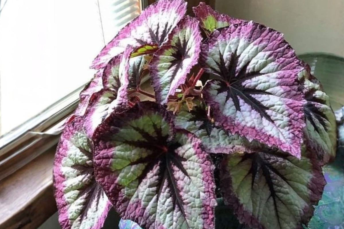 4 Live Begonia Plants, Well-Rooted 4–8 Inch Starters, Indoor Tropical Foliage Houseplant Collection