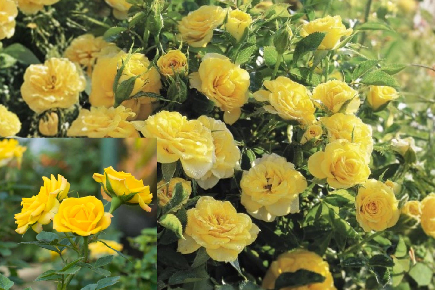 Yellow Mini Rose Live Plant – 1 Plant in 3-Inch Pot – Rose Bush