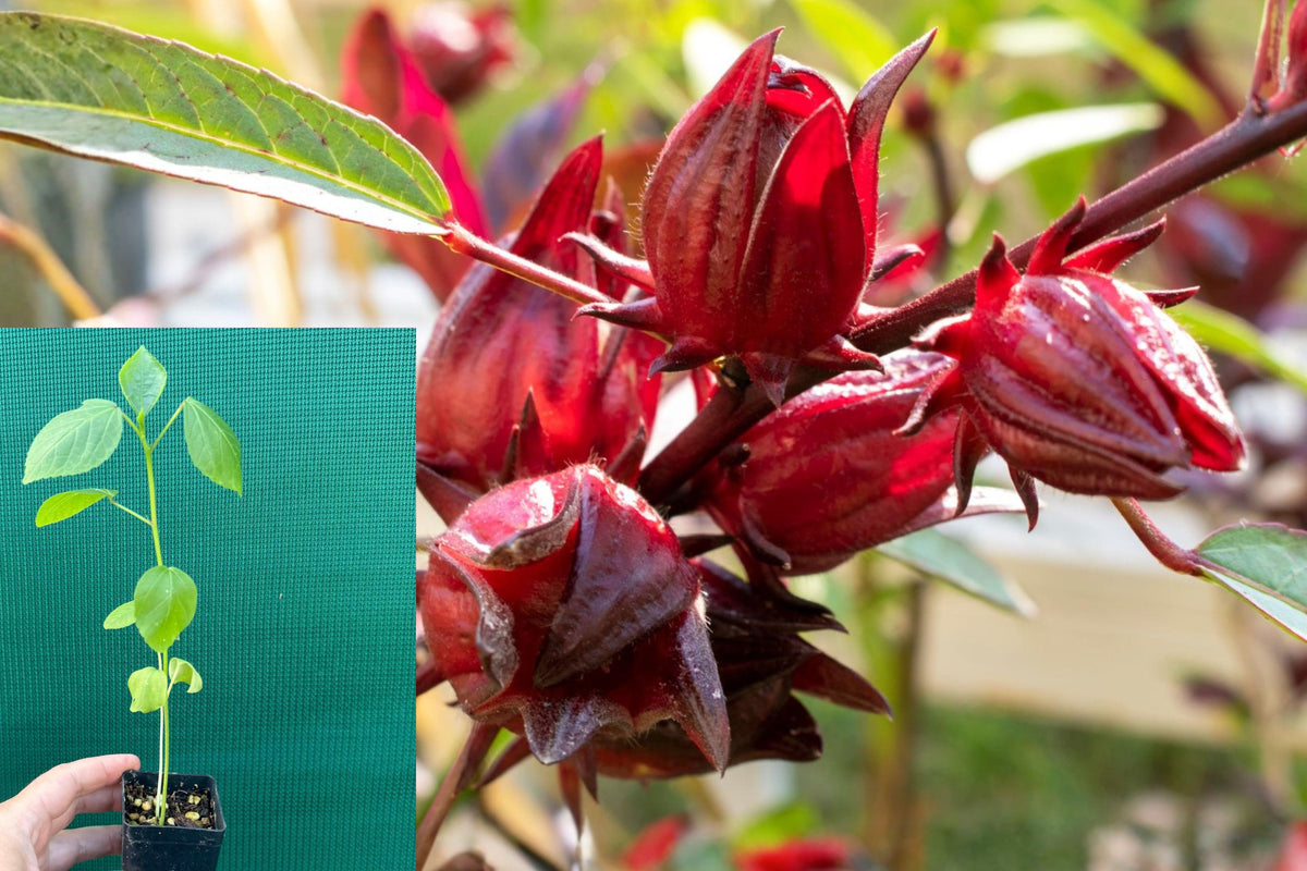 Red Roselle Hibiscus Live Plant, Hibiscus Sabdariffa Starter, 4–6 Inch Tropical Garden Plant