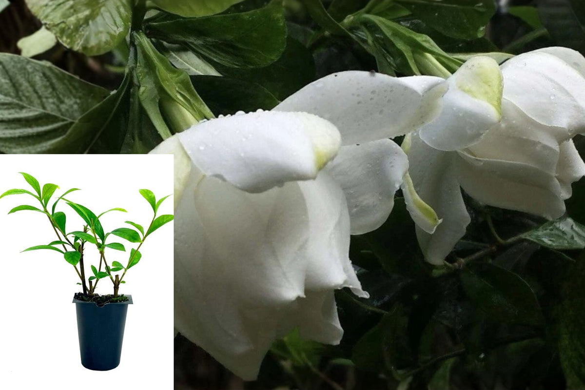 Gardenia Live Plants Bundle of 3, 9β11 Inch Rooted Gardenia Plants, Established Gardenia Starter Plants, Shipped Without Pot