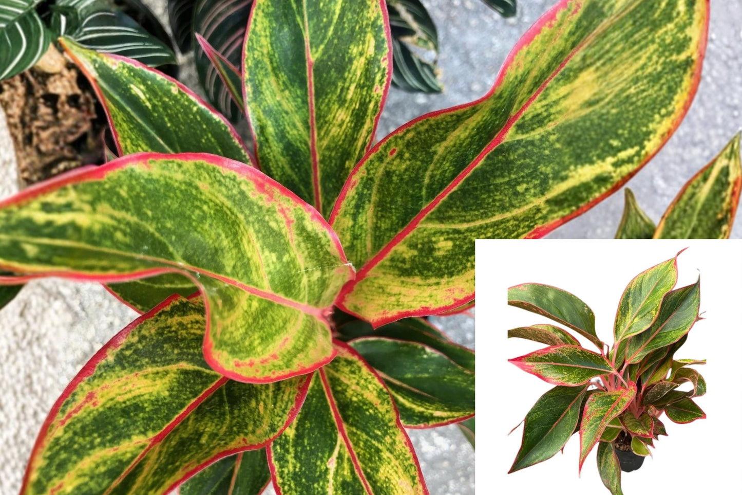 Aglaonema Siam Chinese Evergreen Live Plant – 7 Inch – Bare Root