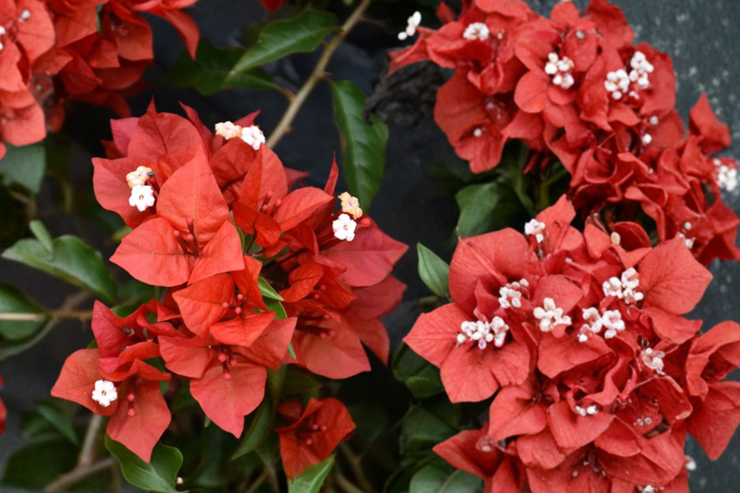 Red Bougainvillea 1 Live Plant – 8–10 Inch – Bougainvillea