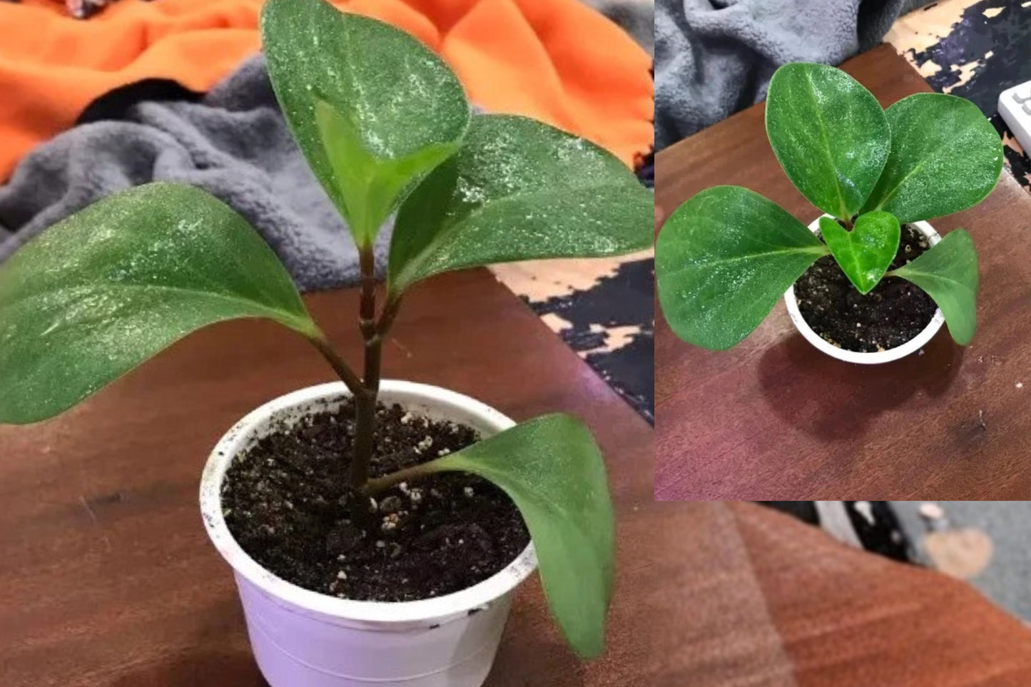 Baby Rubber Plant – Peperomia obtusifolia – Small Potted Houseplant