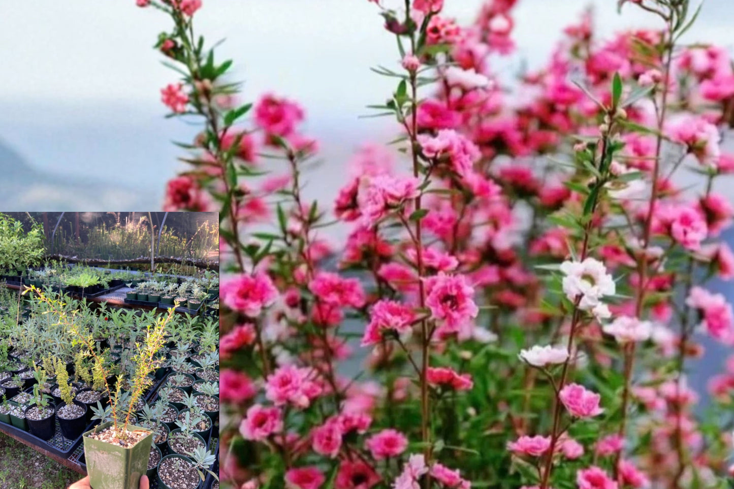 Manuka New Zealand Tea Tree Live Plant – 4–6 Inch Starter – Leptospermum