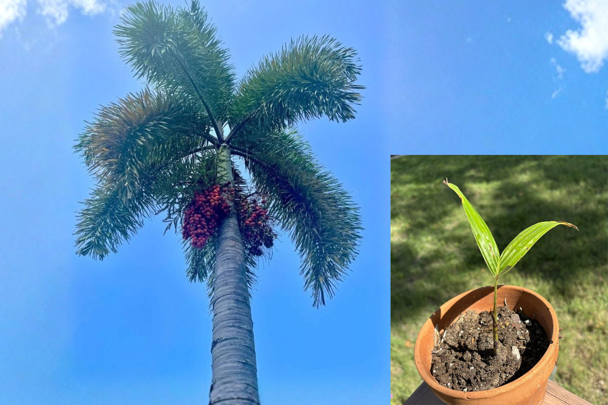 Foxtail Palm Tree Live Seedling – 1 Bare Root Plant – Wodyetia bifurcata