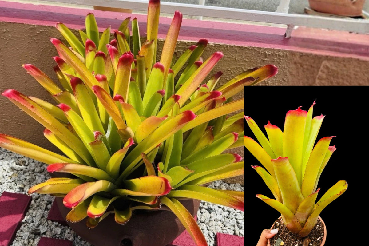 Neoregelia cruenta ‘Selecta’ Live Plant – 1 Bromeliad – Urn Form