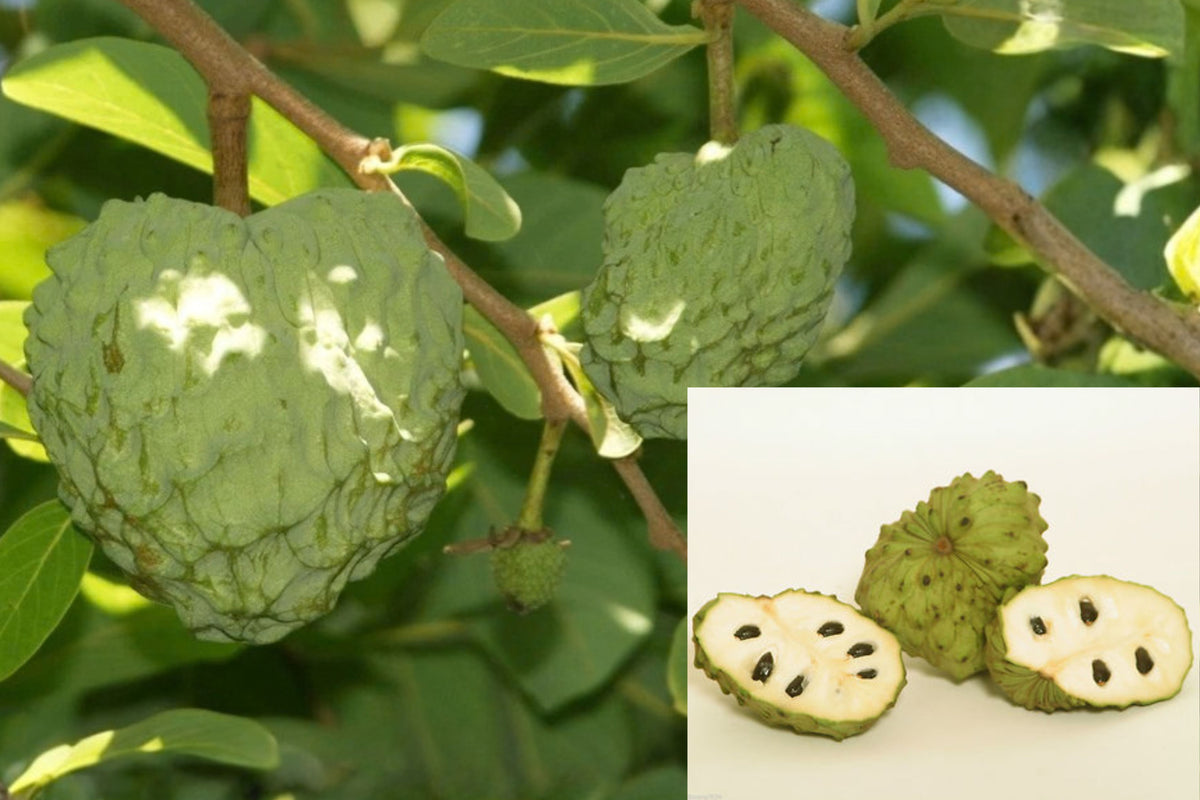 Cherimoya Live Seedling Plant – 4+ Inches – Annona cherimola