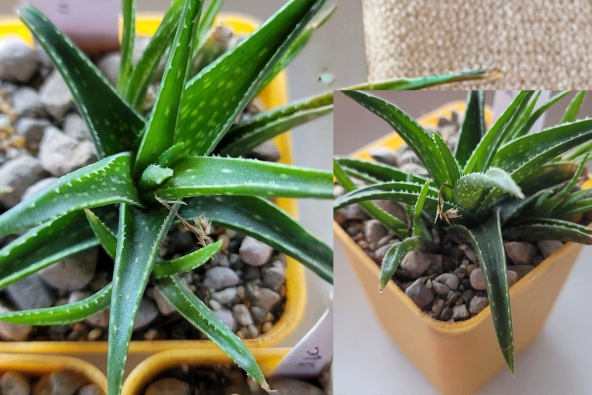 Aloe ‘Firebird’ Live Succulent Plant in 3-Inch Pot – Aloe Hybrid