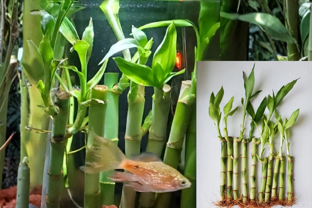 Lucky Bamboo Live Plants – 10 Stalks – 4 & 6 Inch – Dracaena sanderiana