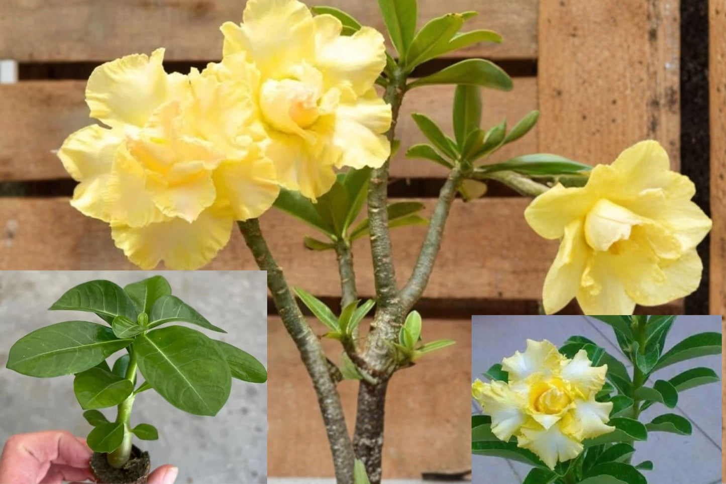 Double Yellow Desert Rose Live Plant – 4–6" – Adenium