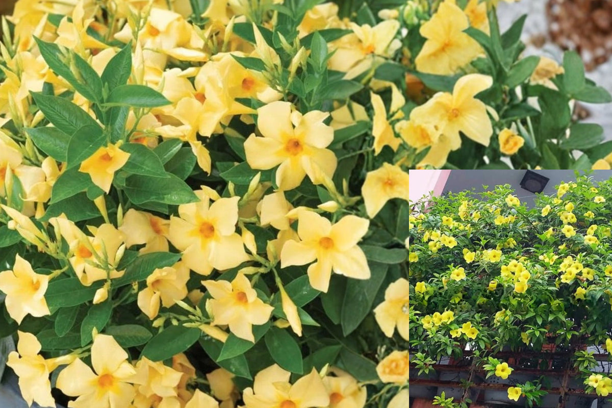 Yellow Mandevilla 4 Live Plants – 4–6" Tall – Rooted Flowering Vines – Mandevilla spp.